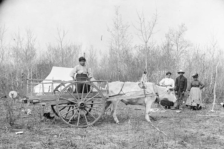 Carriole métis en forêt